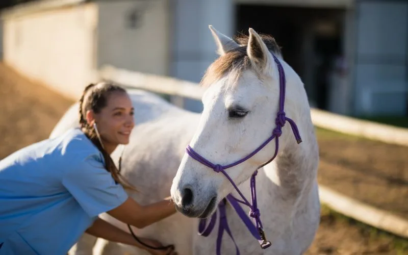 Acm20121 Certificate Ii In Animal Care