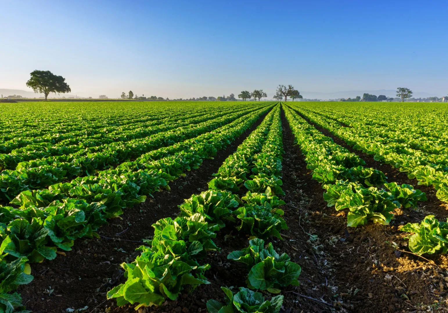 Certificate Ii In Production Horticulture