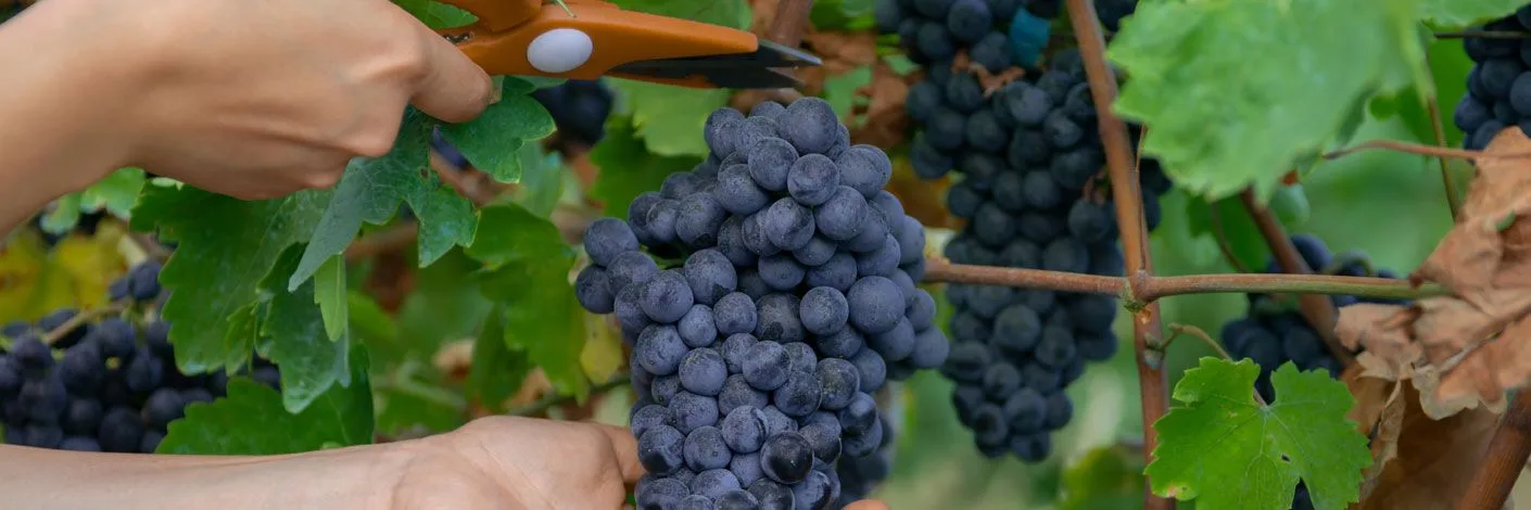 Fbp20521 Certificate Ii In Wine Industry Operations